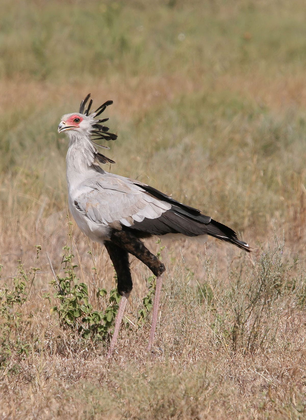 Secretarybird - Wikipedia