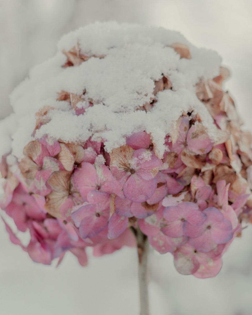 Hydrangea covered in snow