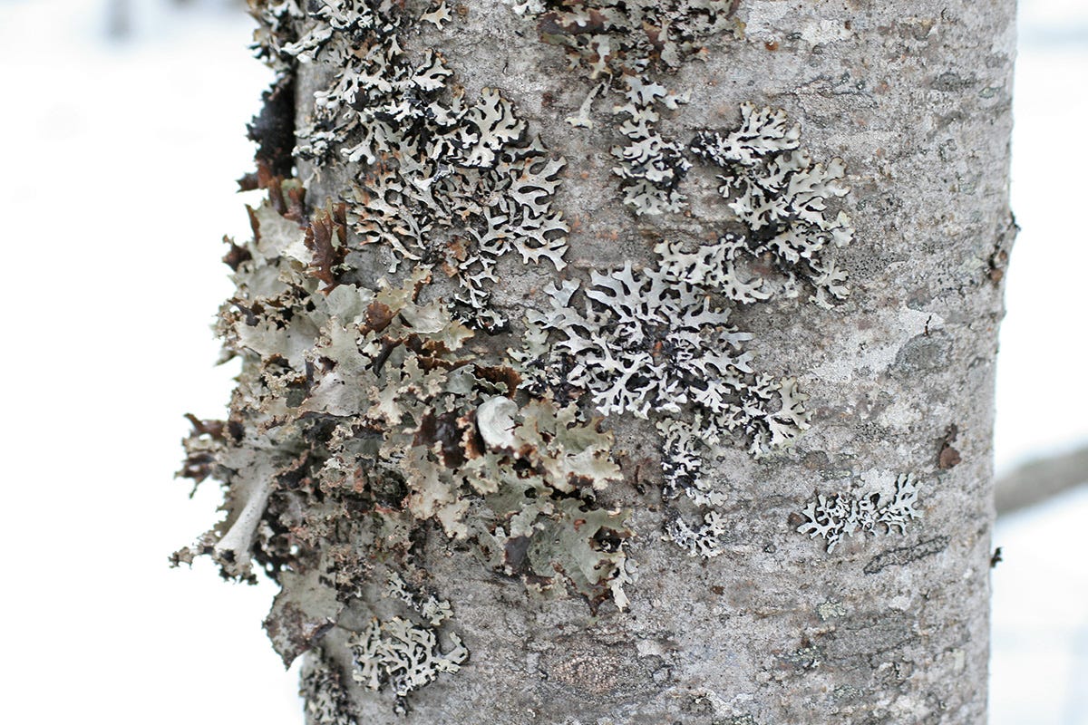 lichen clings to the trunk of a tree in a snowy field
