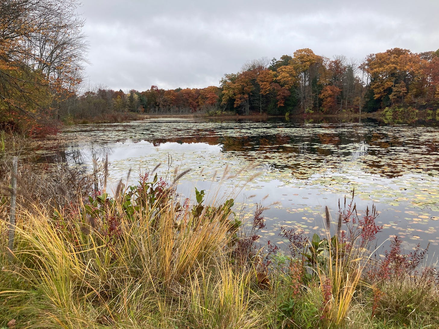 A pond covered in lily pads and surrounded by vegetation in autumn colors.