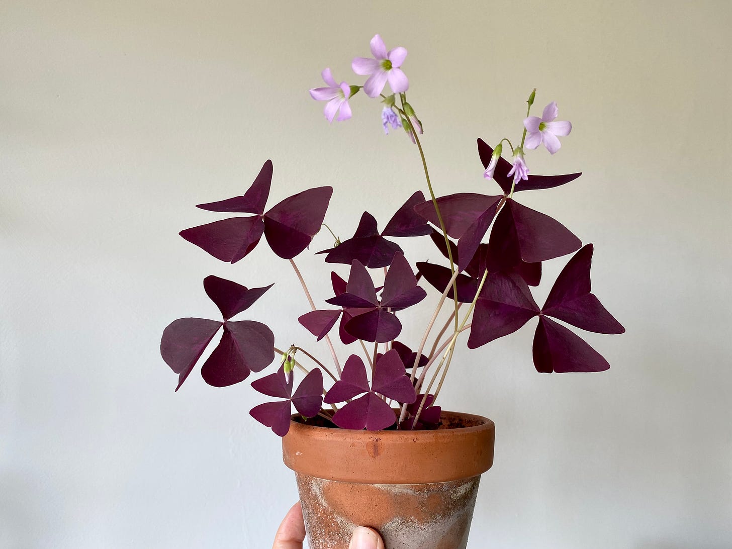 My oxalis triangularis with pink-purple flowers