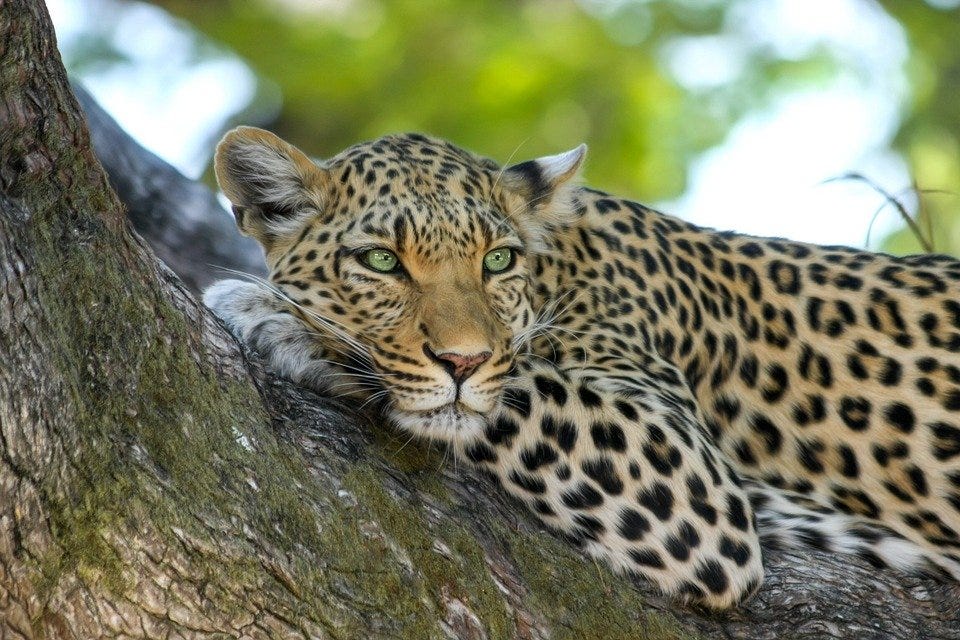 Free photos of Leopard