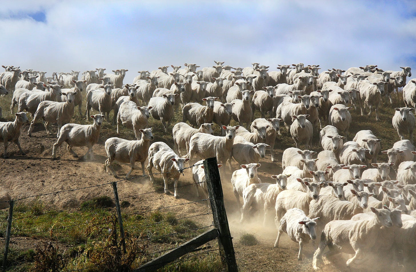 A flock of sheep running througha gap in a wire fence