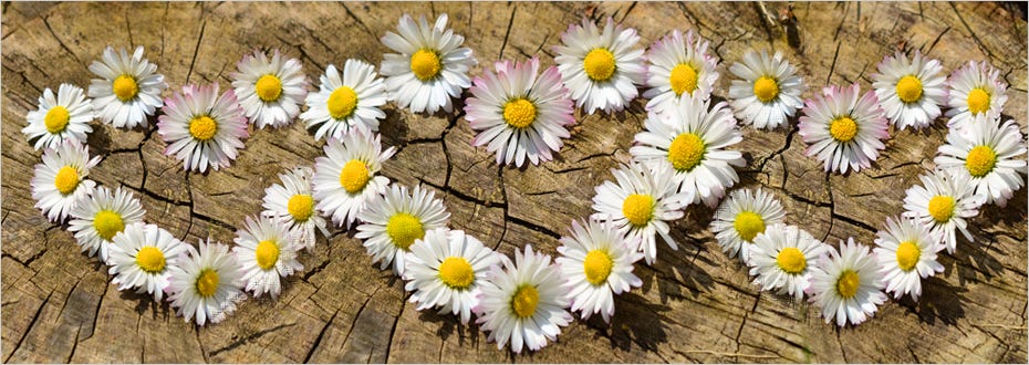 Three hearts created by a ring of daisy flowers on a wooden floor.
