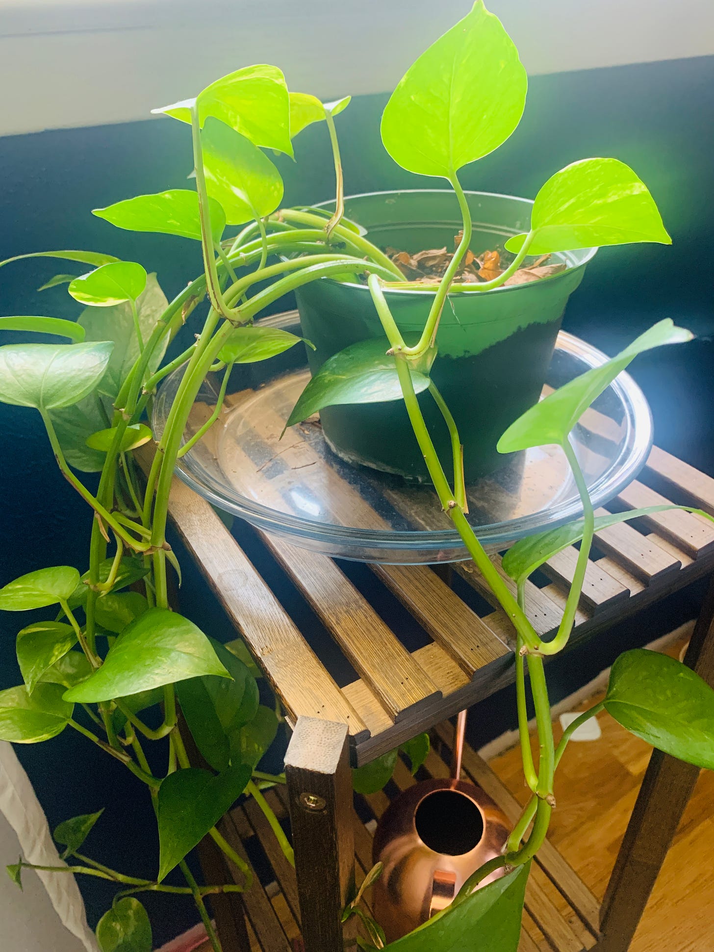 A pothos is lit by the sun. It has a dark green little planter, and underneath it is a wide glass dish. Somehow, the water I poured in it is gone again.