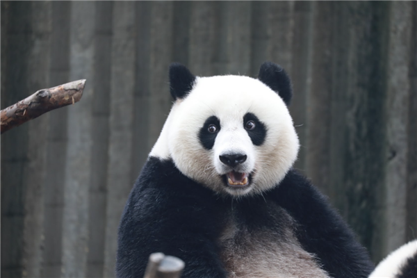 大熊猫为什么是黑白色的？中外科学家研究清楚了：真不是为了卖萌