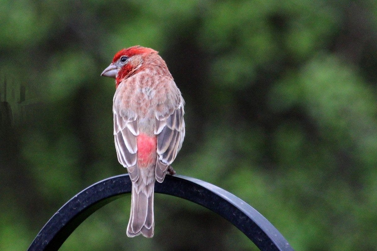 A male house finch sits on a piece of black iron. his back is to the camera and he's turned his head to the left coyly