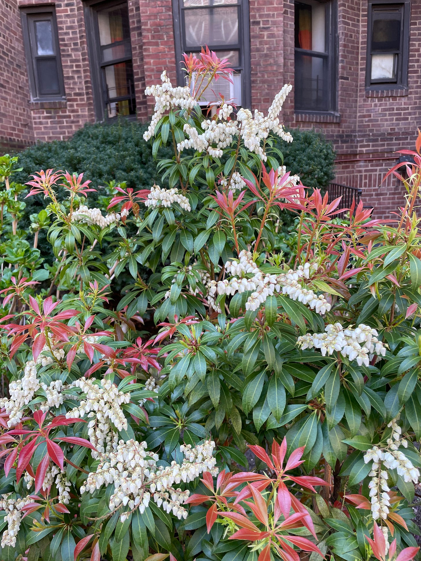 ID: Photo of a multicolored shrub with green foliage, red new growth shaped like stars, and tine white pendulous flowers.