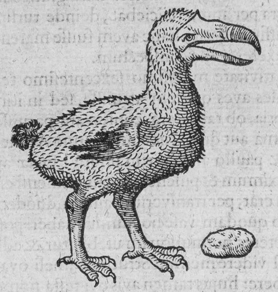Drawing of a dodo next to a large gizzard stone