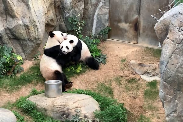 Ying Ying and Le Le at Ocean Park in Hong Kong. Pandas have a mating “season” of just a few days per year.