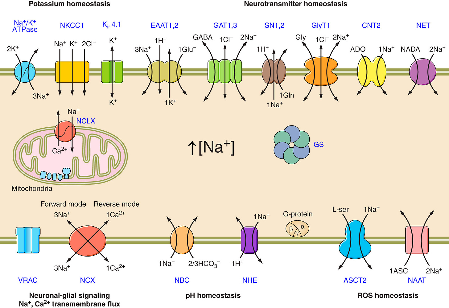 https://journals.physiology.org/cms/10.1152/physrev.00042.2016/asset/images/large/z9j0041728140026.jpeg