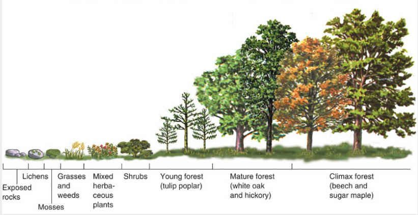 Understanding the basics of ecological succession – Eco-intelligent™