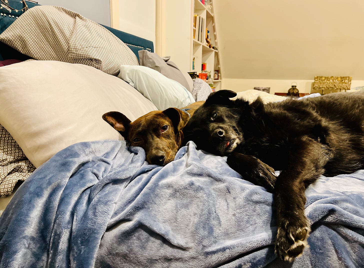 Two dogs flopped on a bed together cuddling