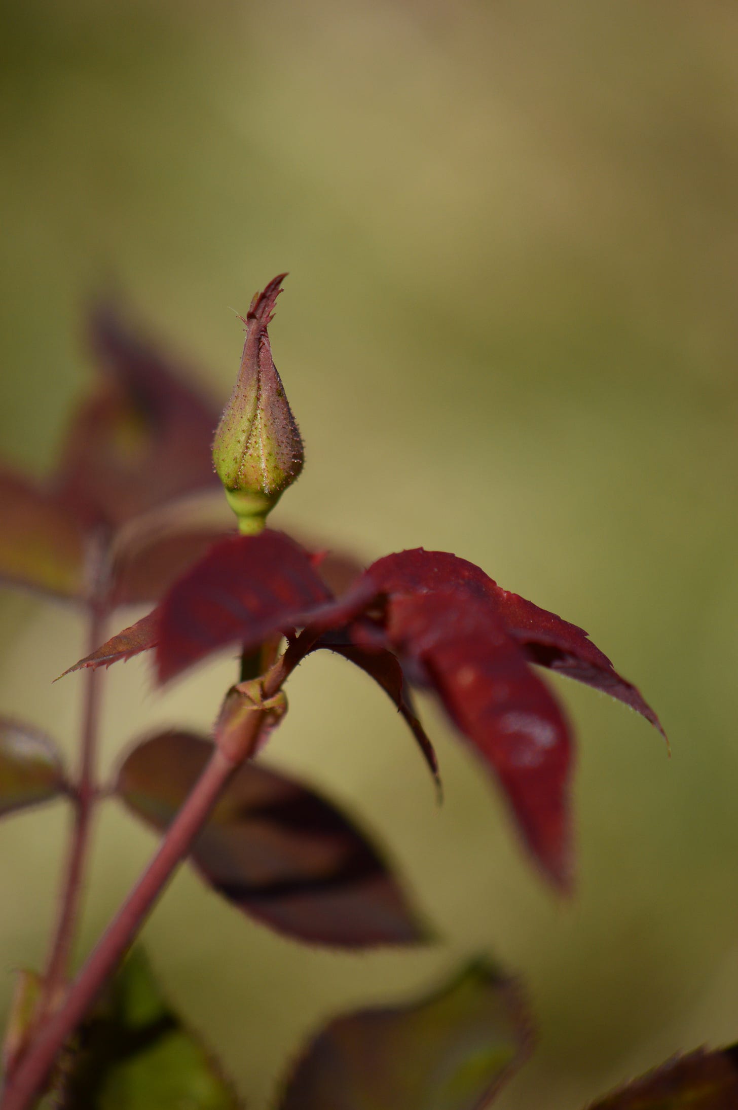 close-up of a rosebud