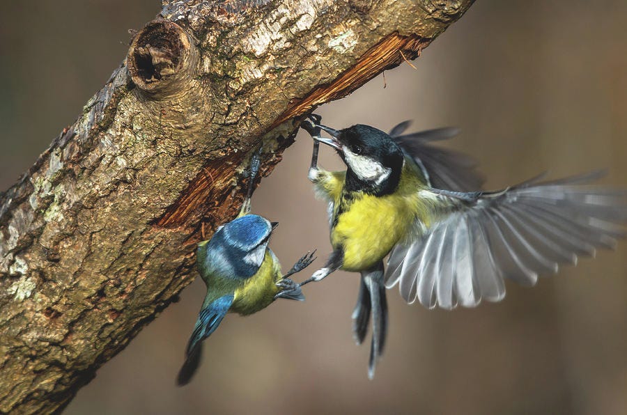 A great tit and blue tit fighting over food Photograph by Chris Toms | Fine  Art America