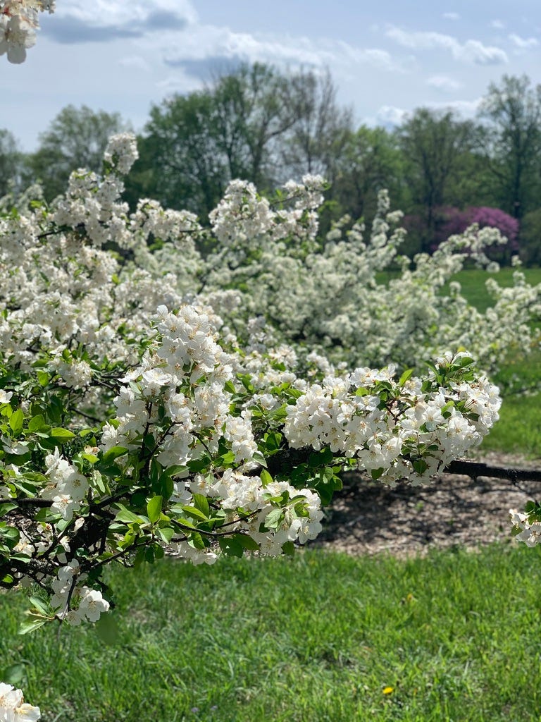 close up photo of numerous white blossoms on tree branches