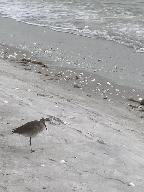 A sandpiper bird on the beach gives the photographer some shade