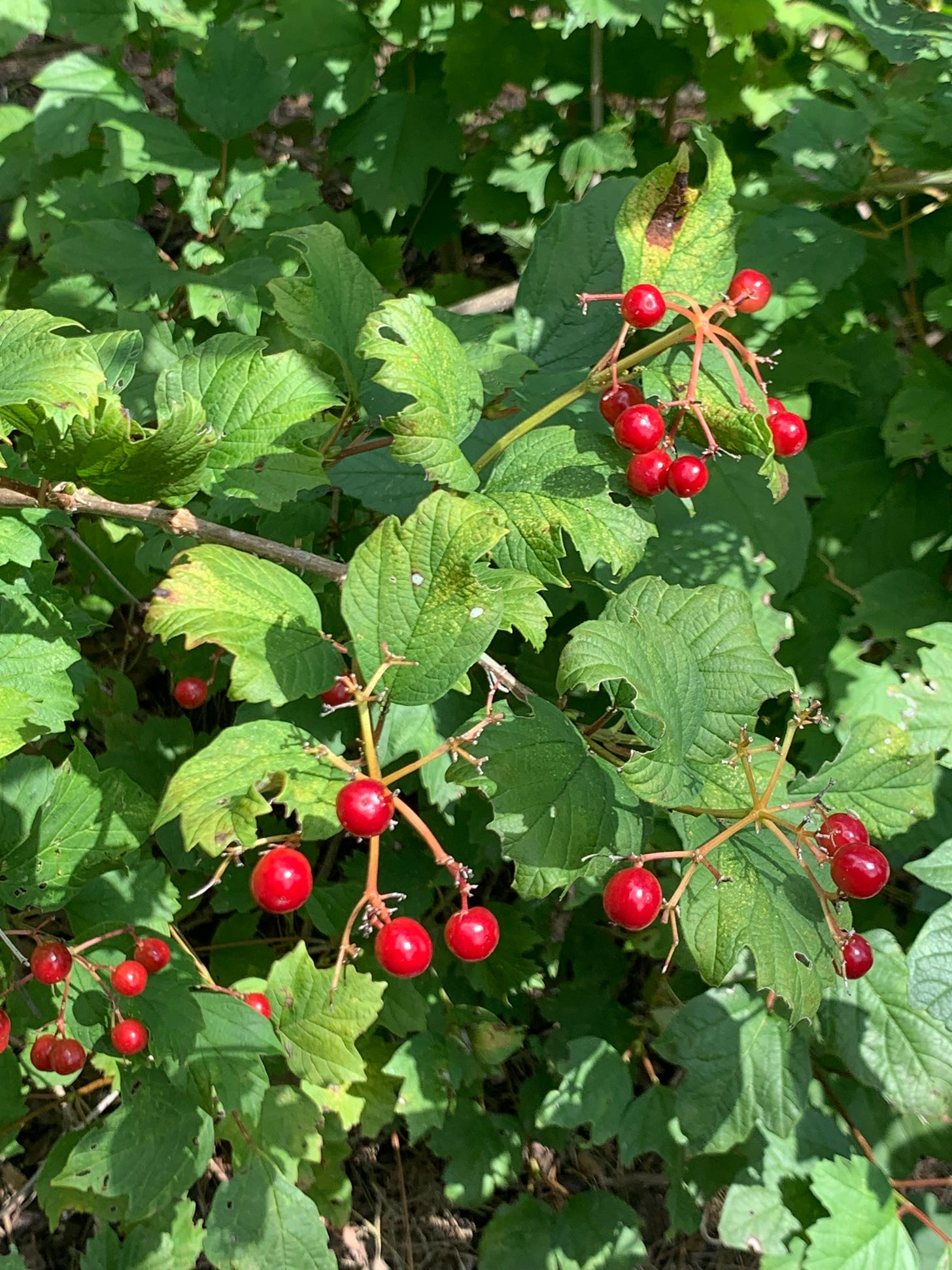 Intense green leaves with small groups of bright red berries.