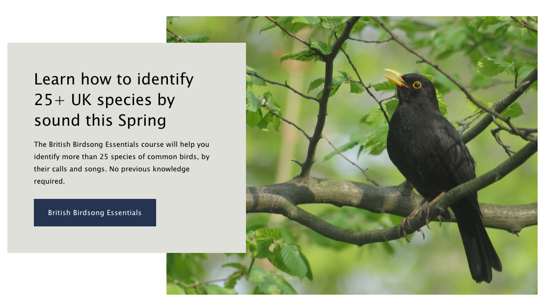 Screengrab of British Birdsong Essentials course page, from Birdsong Academy