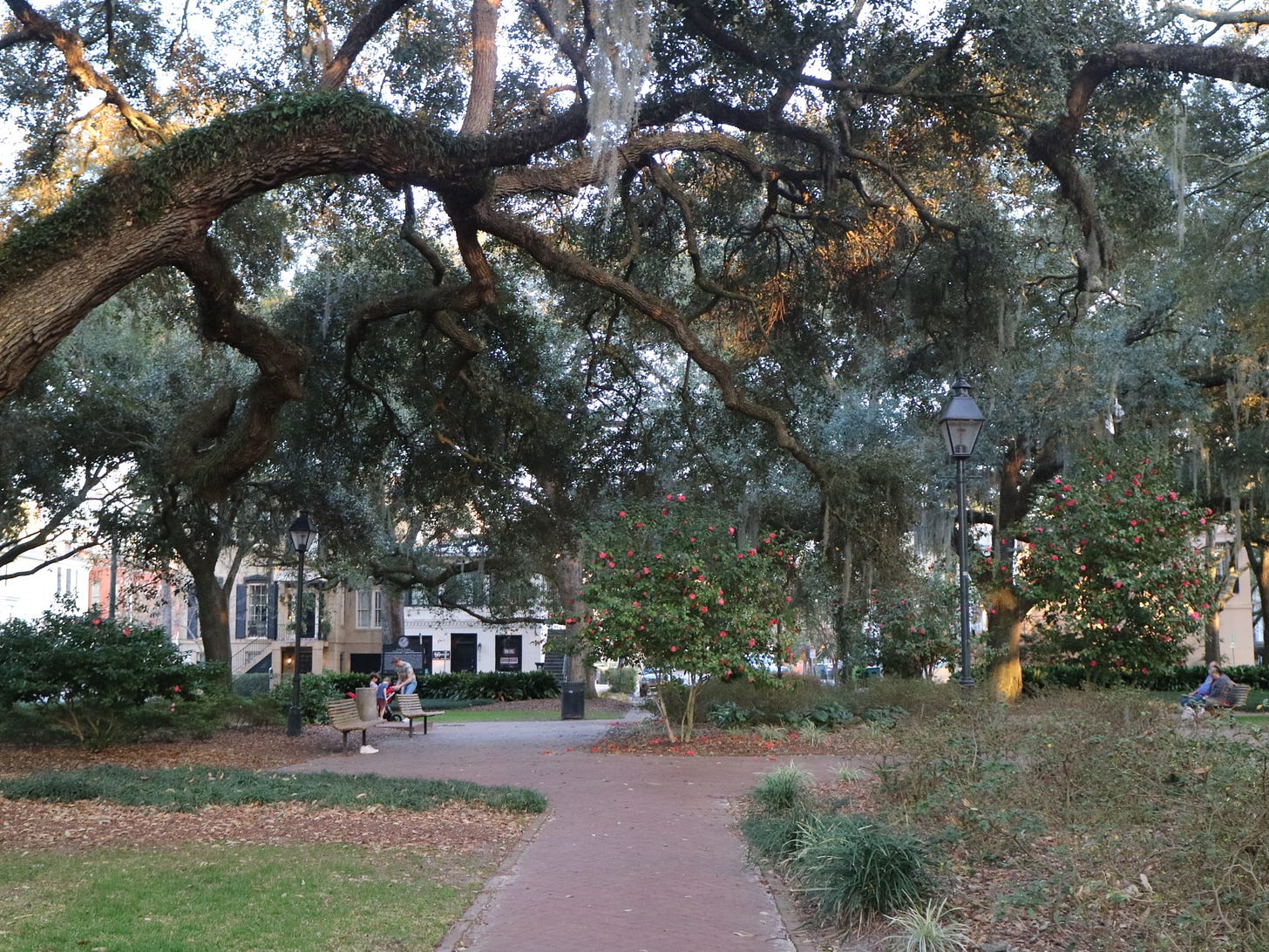 Image of Spanish moss in a Savannah square