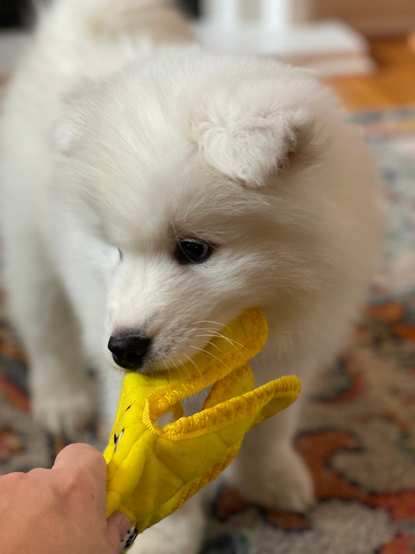 8 week old Samoyed puppy