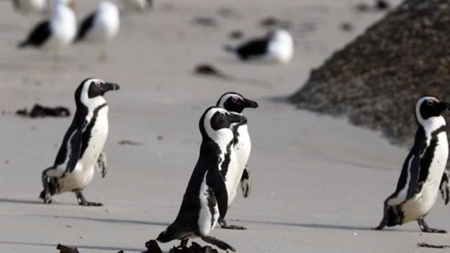 Bees kill 63 endangered penguins in a beach outside South Africa&#39;s Cape  Town | World News - Hindustan Times