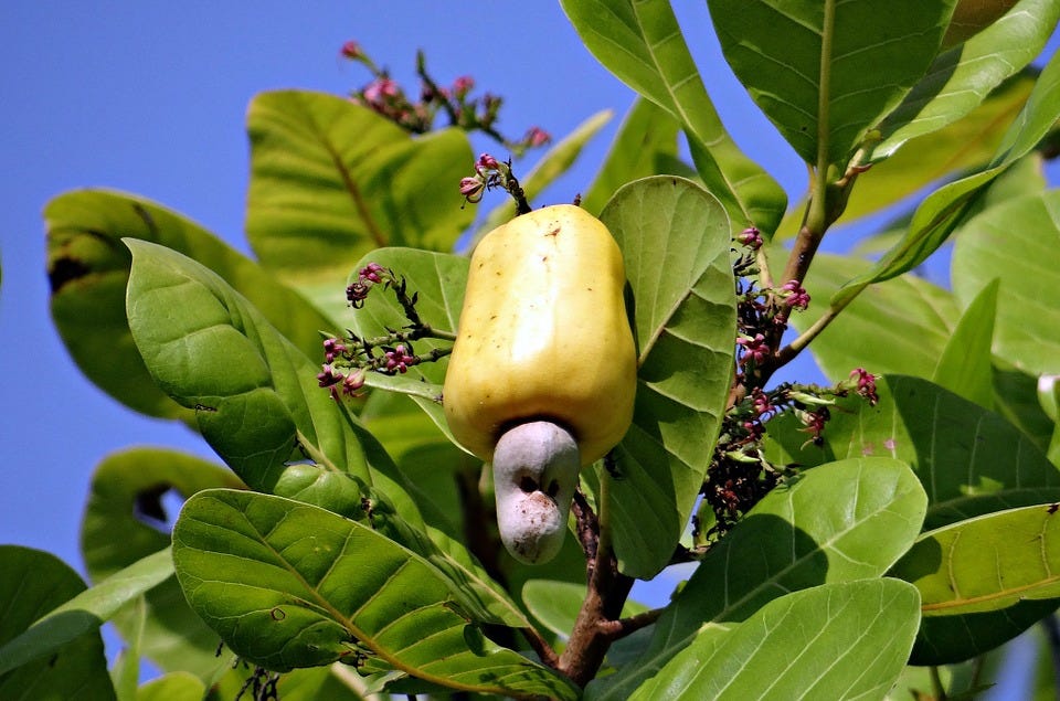 Cashew Nuts, Fruit, Ripe, Yellow, Anacardiaceae, Tree