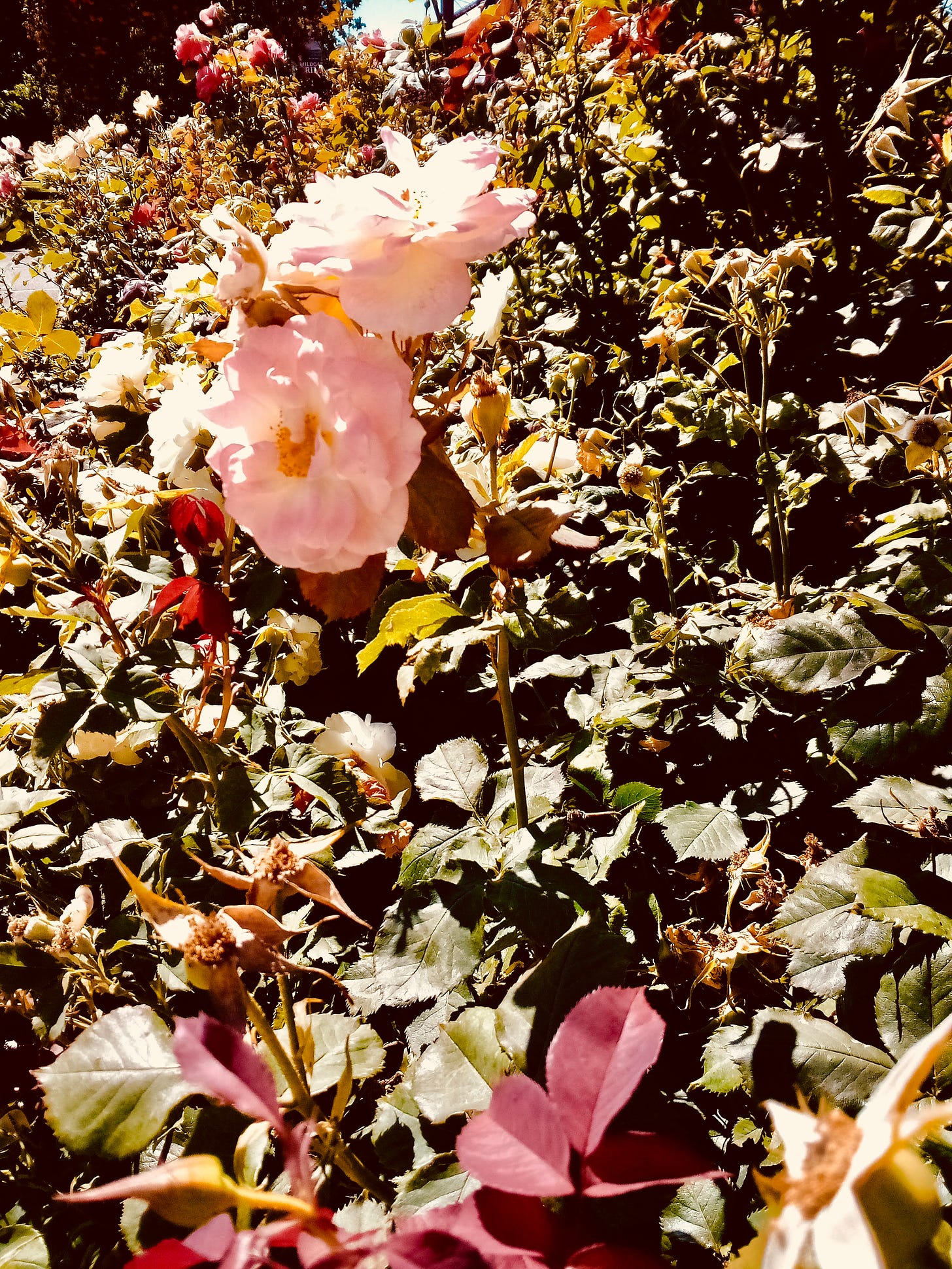 Pink and red roses in the bright sun