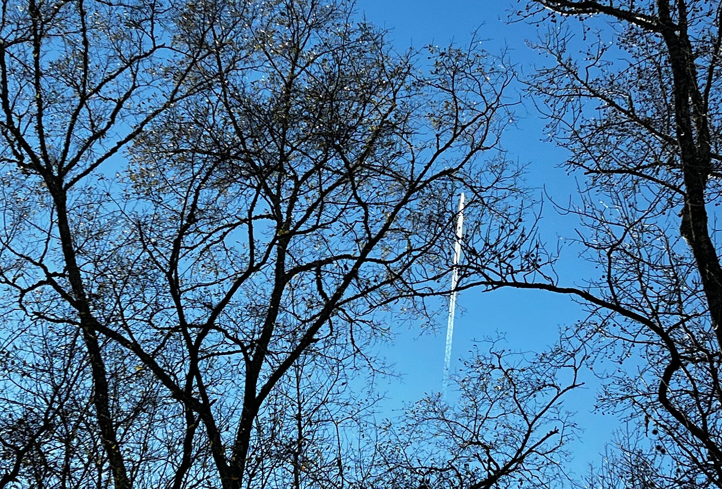 Bare branches of trees in front of a plane flying overhead.