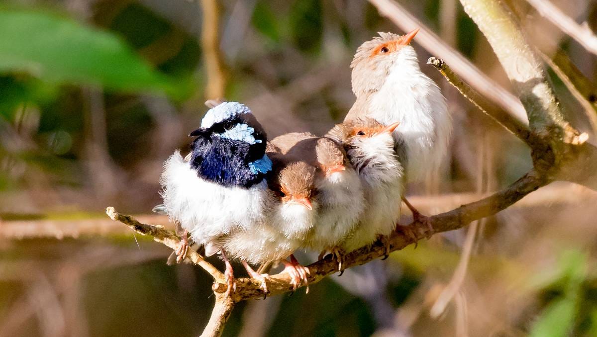 Fairy-wrens: Lovely birds, but not exactly faithful | The Maitland Mercury  | Maitland, NSW