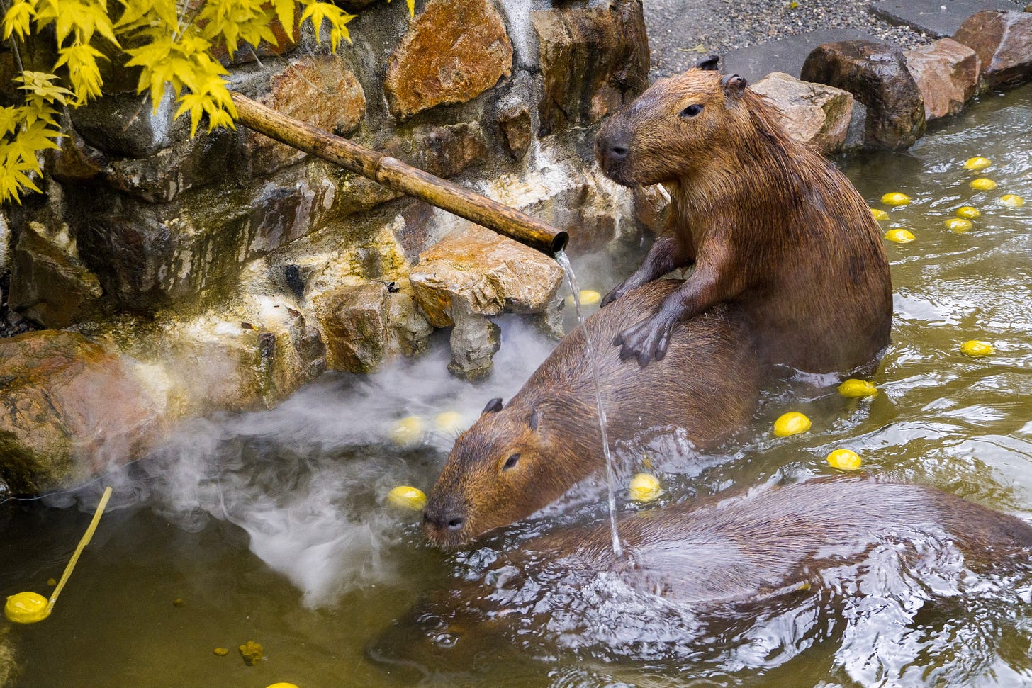 Two capybara in a steaming pool with floating lemons inside