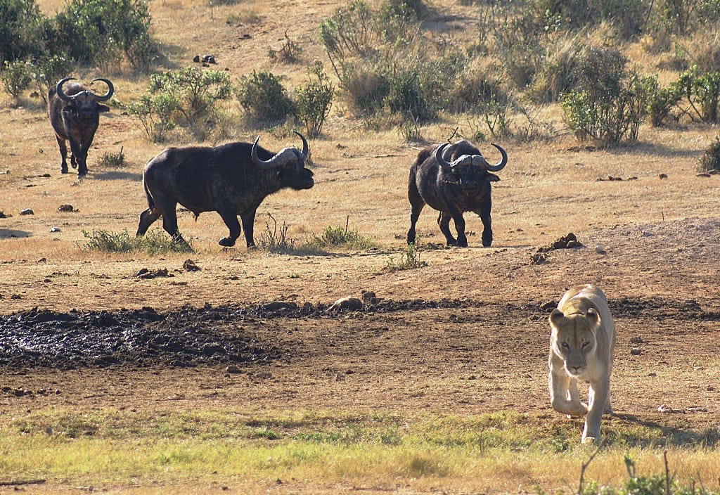 buffalo chase lioness