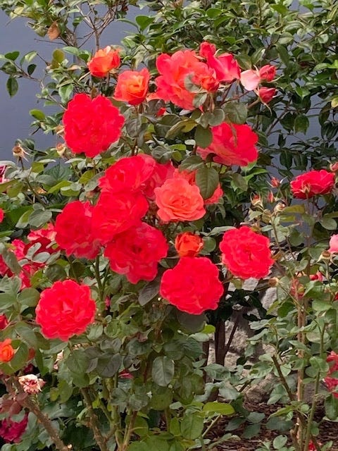 May be an image of rose, outdoors and tree