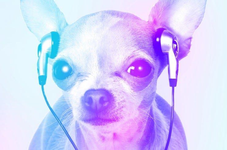 Chihuahua headphones 2016 billboard 1548