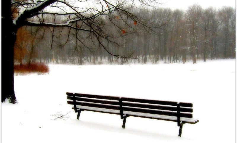Empty bench in snowy scene with bare trees.
