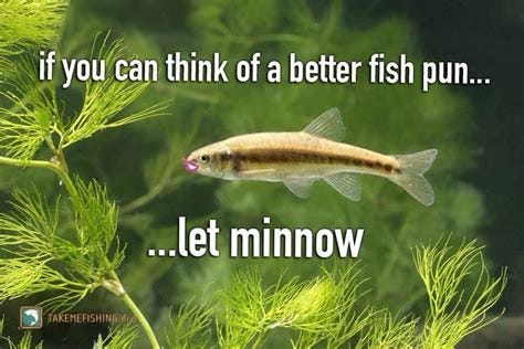 Let minnow! | Fish puns, Fishing memes, Fishing jokes