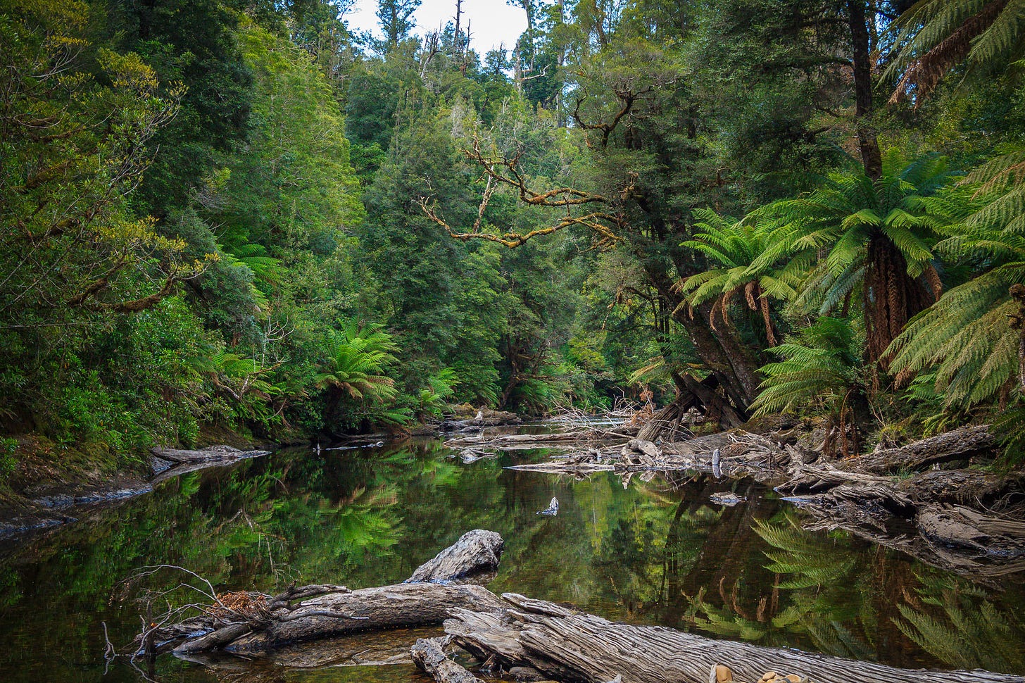 Styx Tall Trees Conservation Area | Parks & Wildlife Service Tasmania