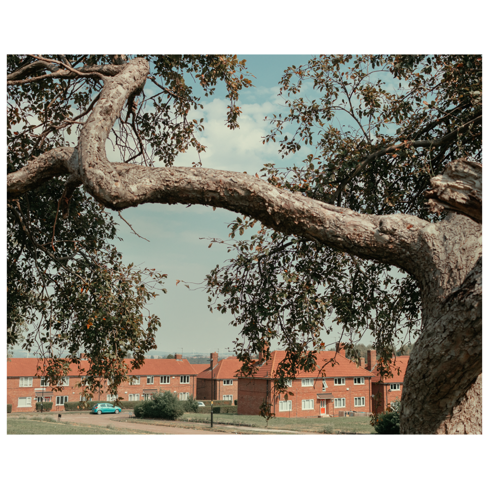 branches of a tree and look-alike brick houses.png