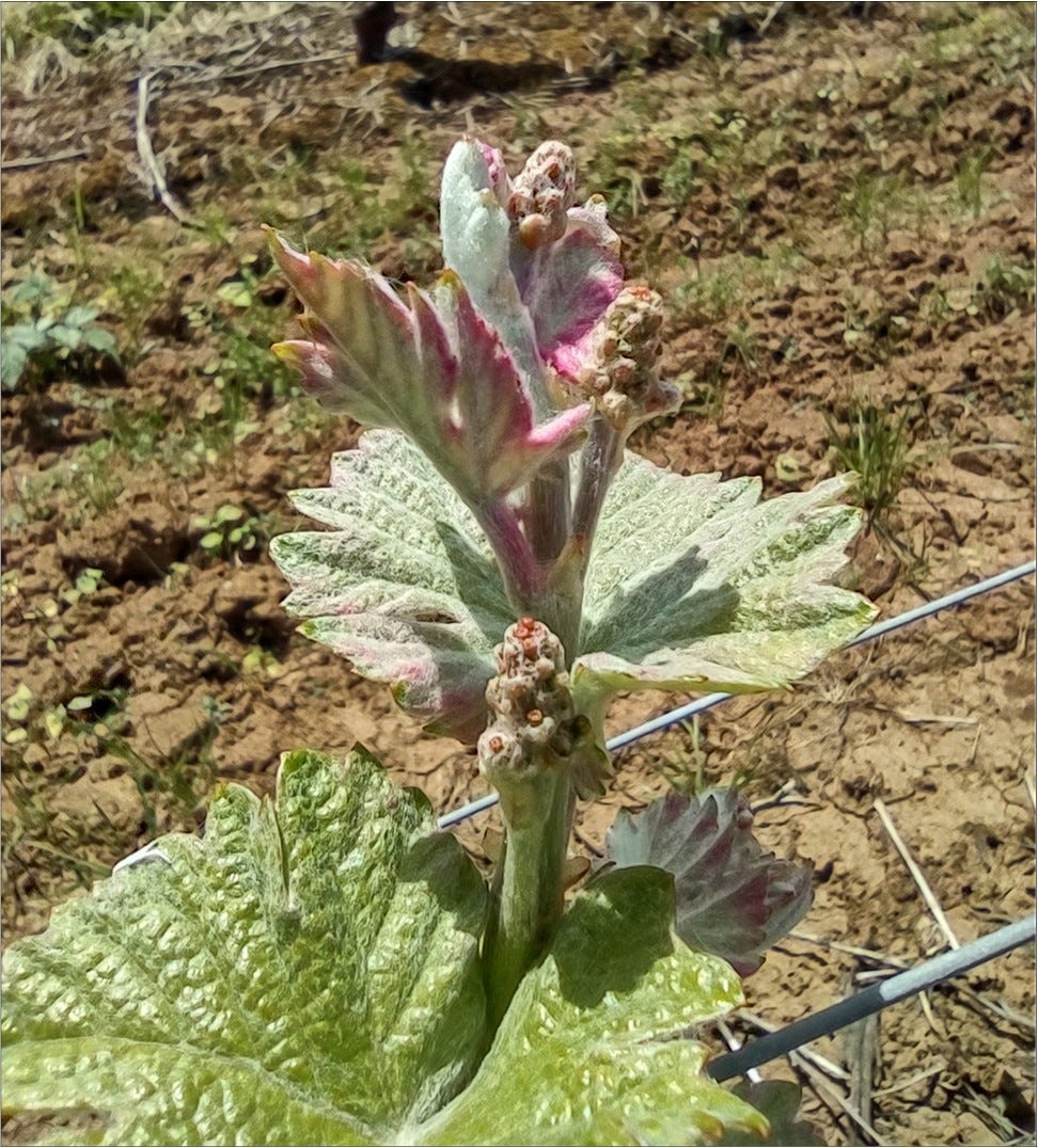 Pinot Meunier spring shoot growth, Vintage 2022