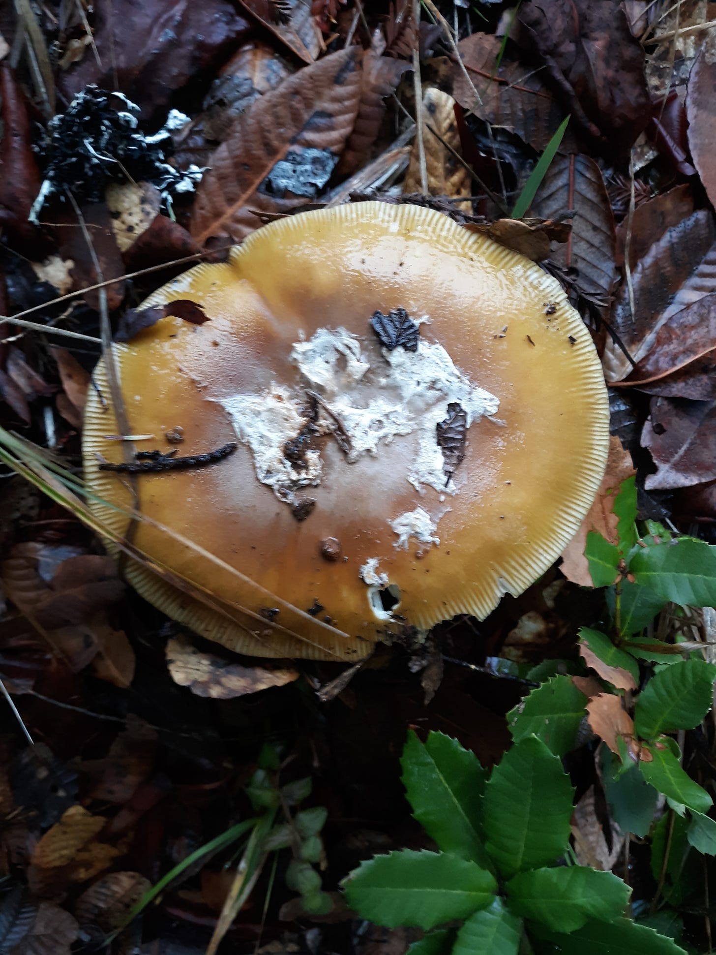 Coccora mushroom, Photo by Robin Applegarth