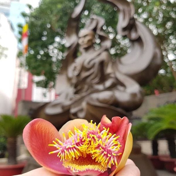 A flower at the monument to the self-immolation of Buddhist monk Thich Quang Duc.