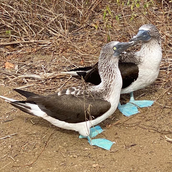 A pair of blue-footed boobies