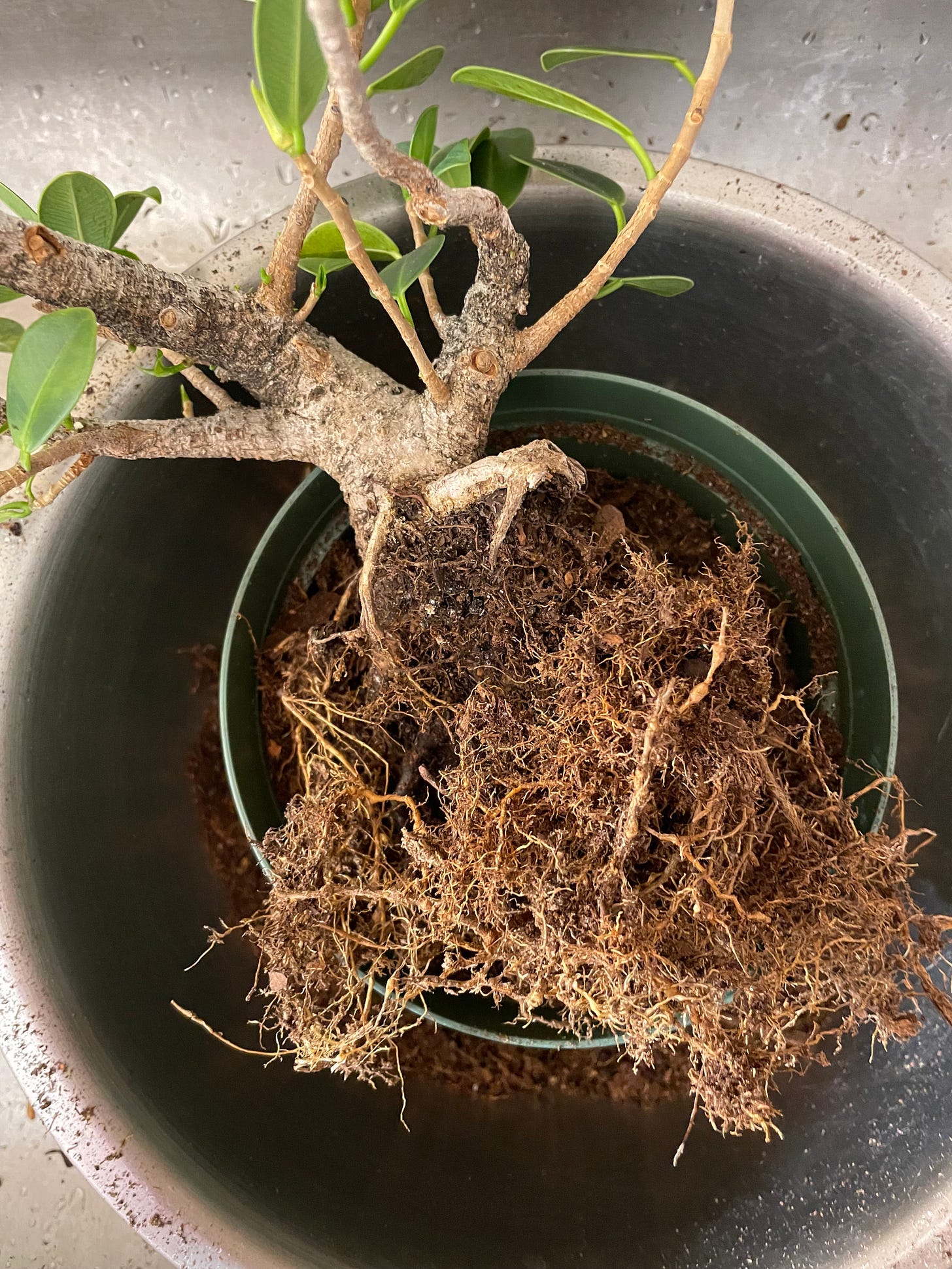ID: Photo of a ficus pre bonsai bare rooted from its soil, exposing a dense and fibrous rootball, in a metal bowl in my kitchen sink.