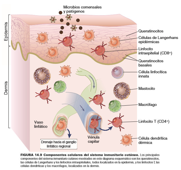 Inmunología epidermis componentes