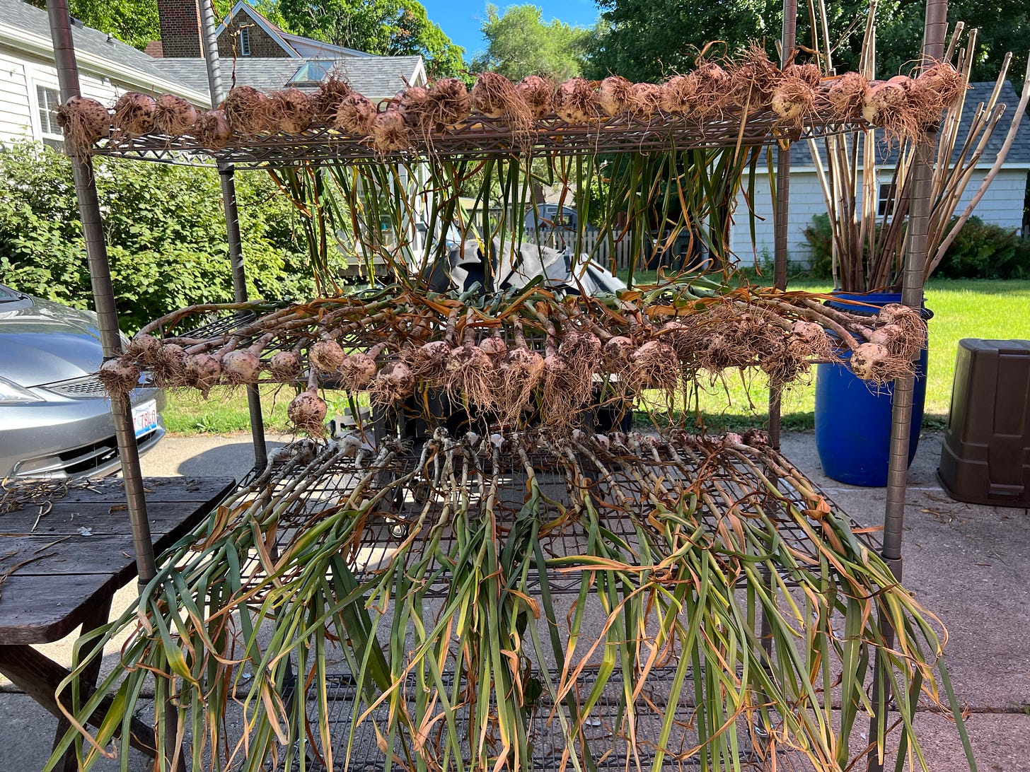 Several rows of freshly harvested garlic on wire shelving in the sunshine