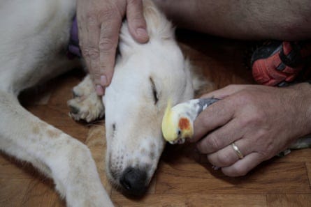 A dog and bird at Yehuda's centre