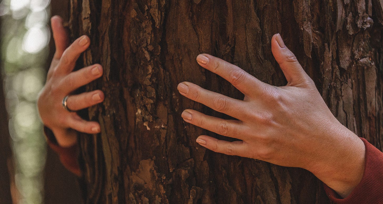 Image of hands clasping a large tree trunk from behind