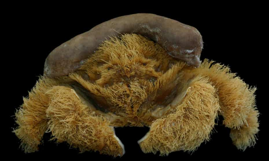 A picture of “Lamarckdromia beagle,” a crab covered with fluffy tan fur that has a sponge on its head that looks something like a jaunty brown beret, the kind you’d find on a secondhand shore. 