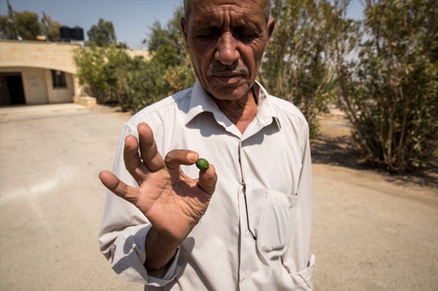 A brown Palestinian man with a mustache wearing a light colored button down holds a very small green lime between his thumb and index fingers.