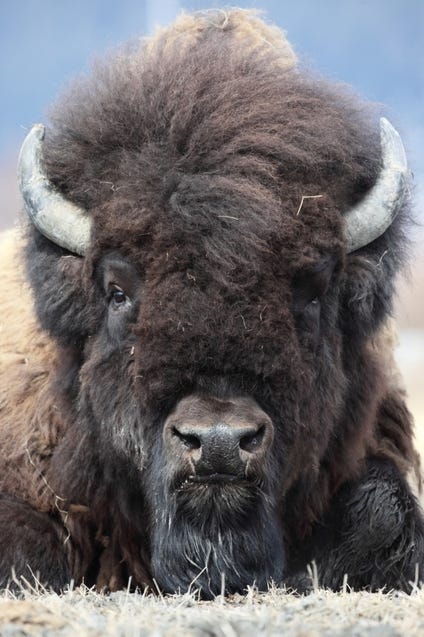 This image has an empty alt attribute; its file name is wood-bison-photo-1-thumb-425x6371.jpg